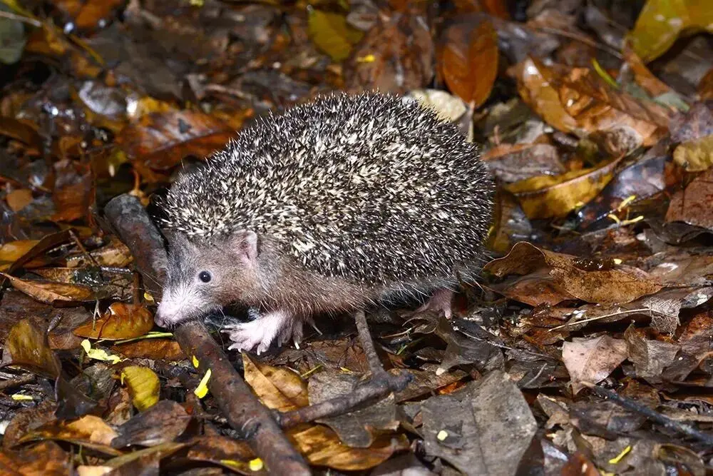 口袋超盘 杭州天目山发现“新神兽”，藏在深山老林里，110万年前从北方迁徙而来